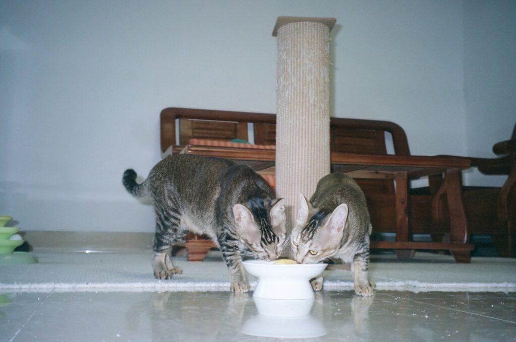 Two cats eating from a shared bowl.