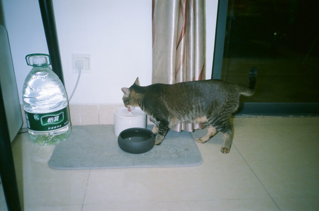 A cat drinking water from a bowl indoors.