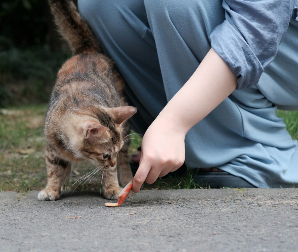 A person kneeling down feeding a cat a carrot