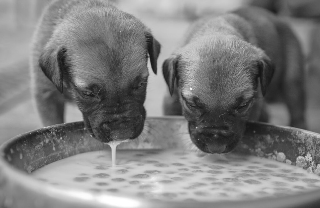 Two puppies drinking milk from a bowl