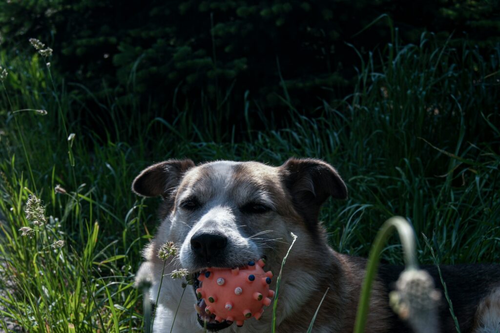 brown and white short coated dog biting red strawberry on green grass field during daytime