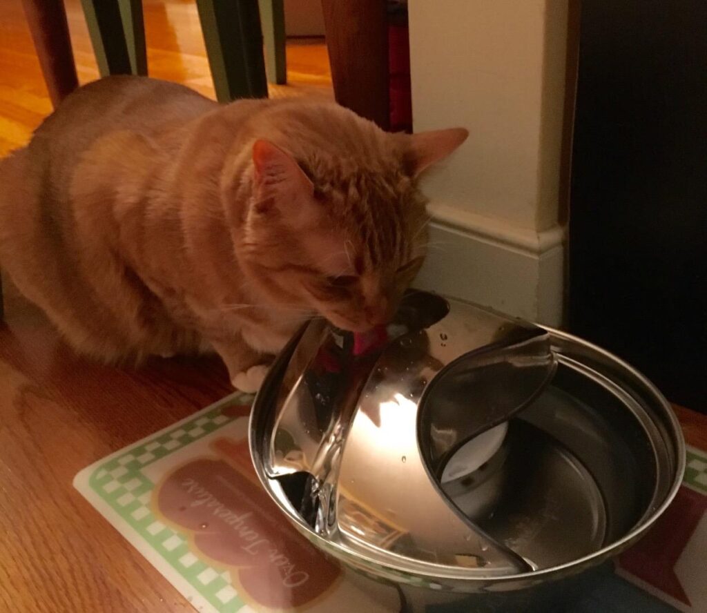 Cat drinking water