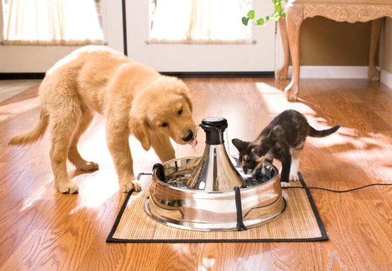 PetSafe Drinkwell Stainless Steel 360 Multiple Pet Fountain Review