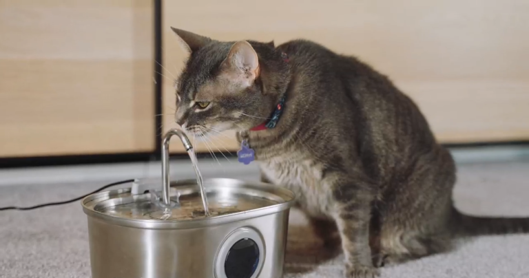 PawsPik SS-01 Stainless Steel Cat Fountain Review