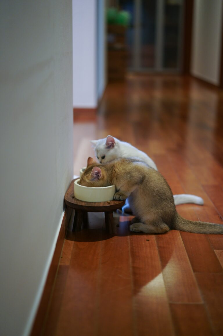 Top 5 Cat Water Fountains Reviewed.