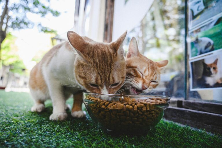 Factors to Consider When Selecting Food for Cats and Dogs
