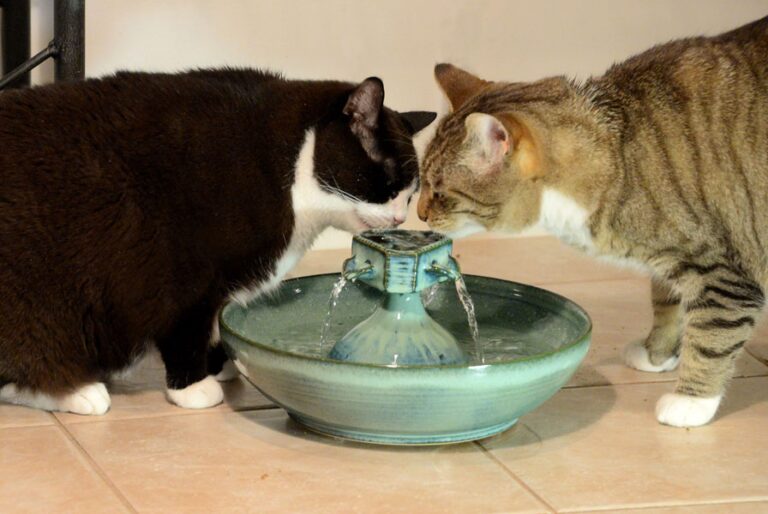 2 Cats drinking