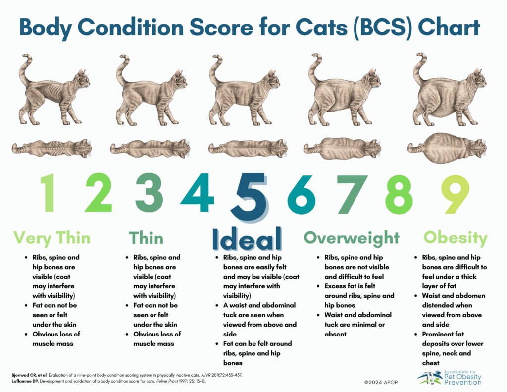 Body Condition Score for Cats