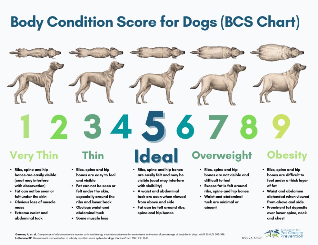 Body Condition Score for Dogs